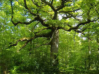 Arboretum Al Gaulhia - Chêne