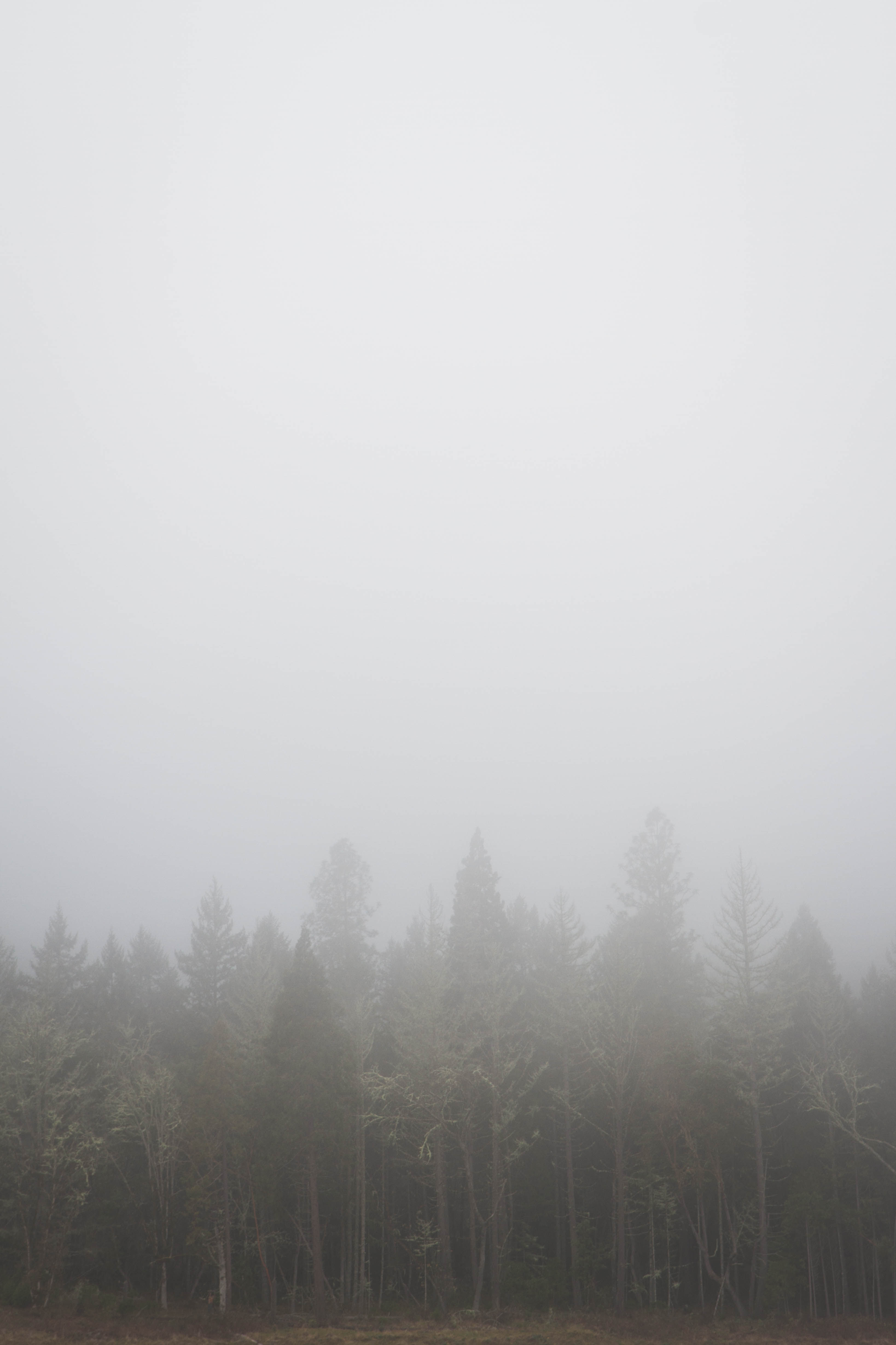 Oregon Fog