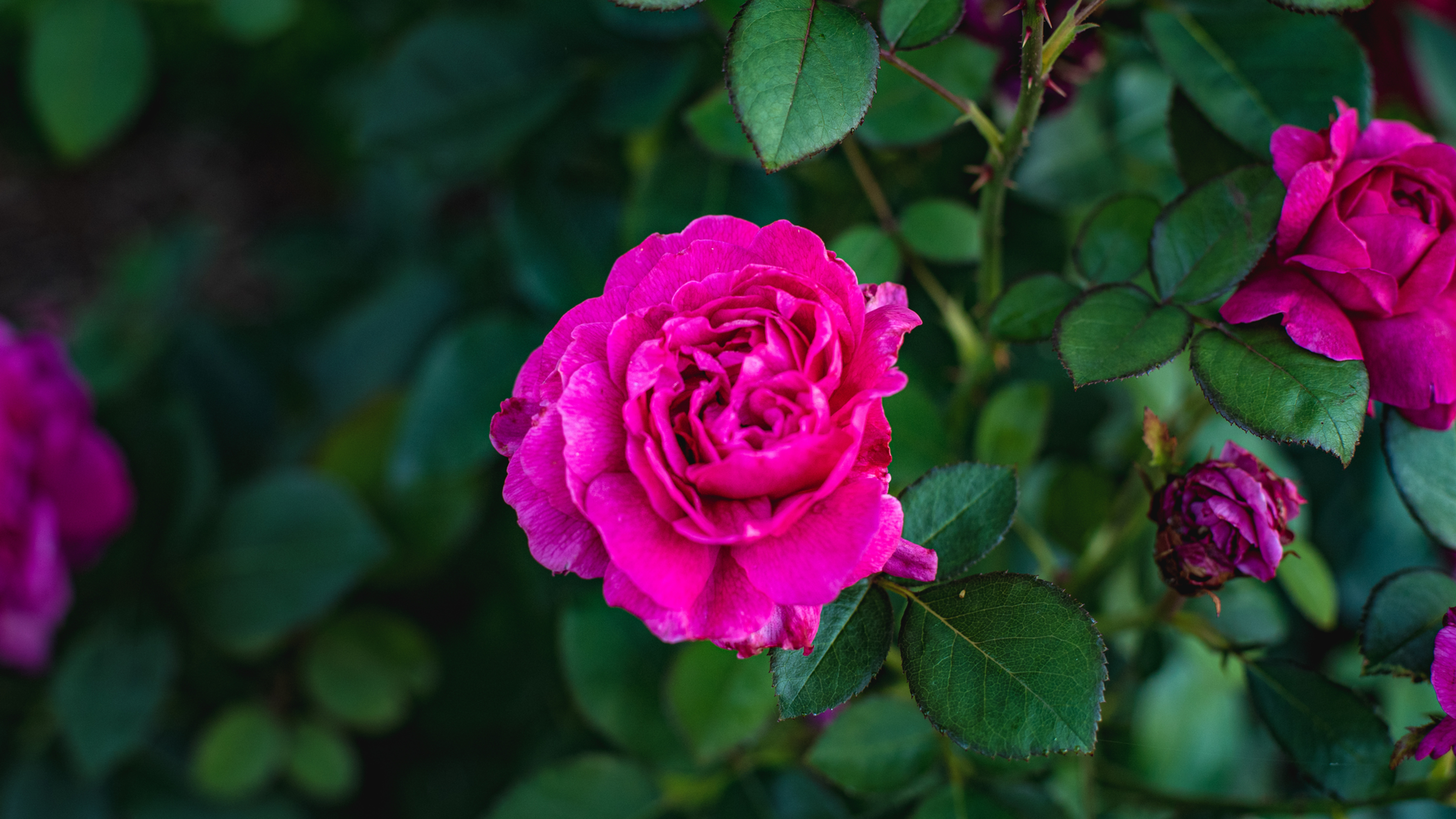 Pink Rose
