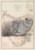Thumbnail: Neil the Seal on a vintage map of Tasmania
