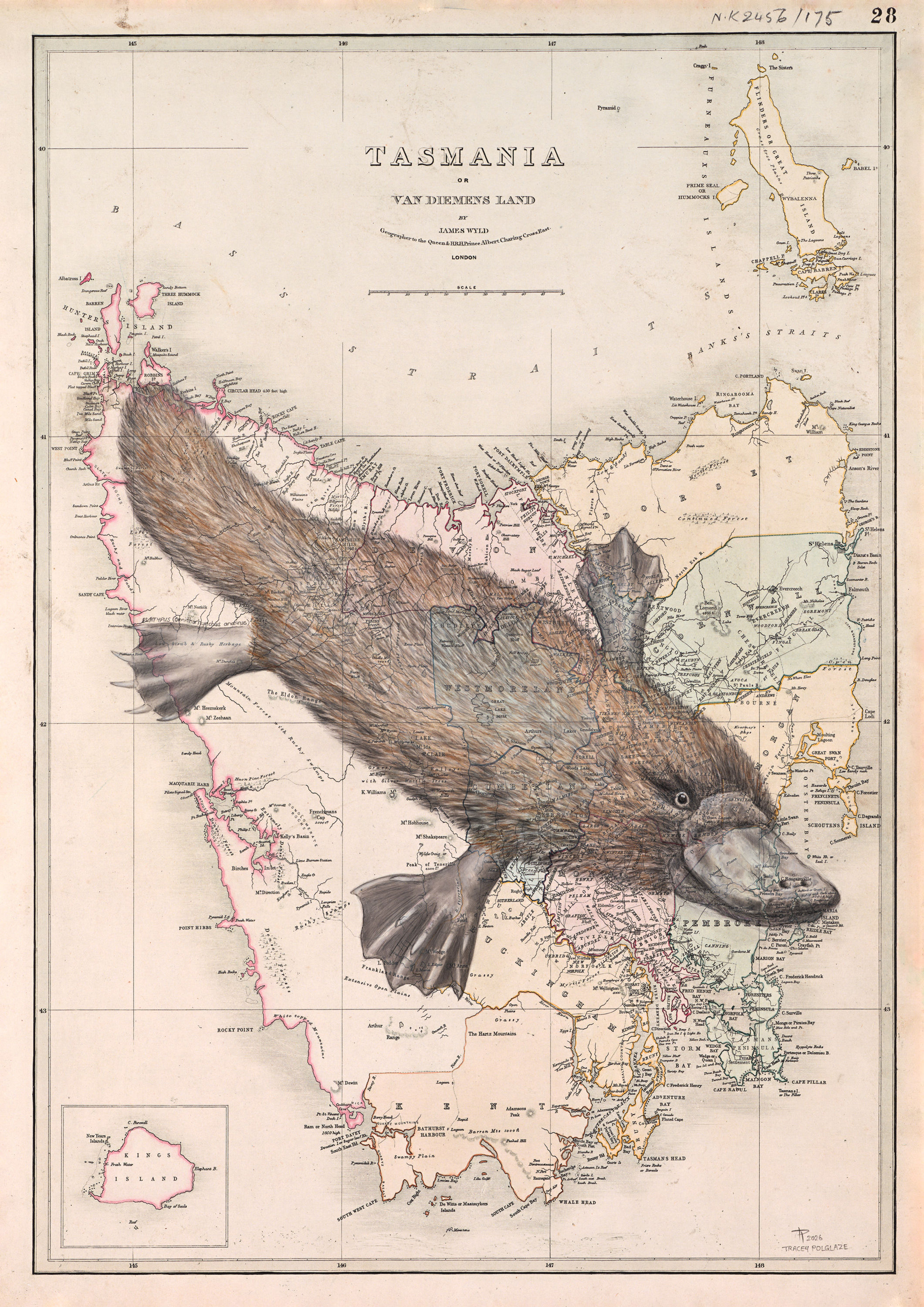 Platypus artwork on a vintage map of Tasmania