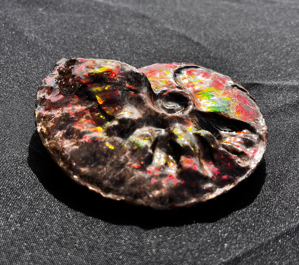 Thumbnail: Intercalare Fossil