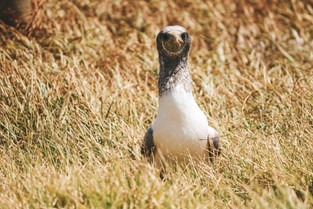 Seabirds Norfolk Island breeding