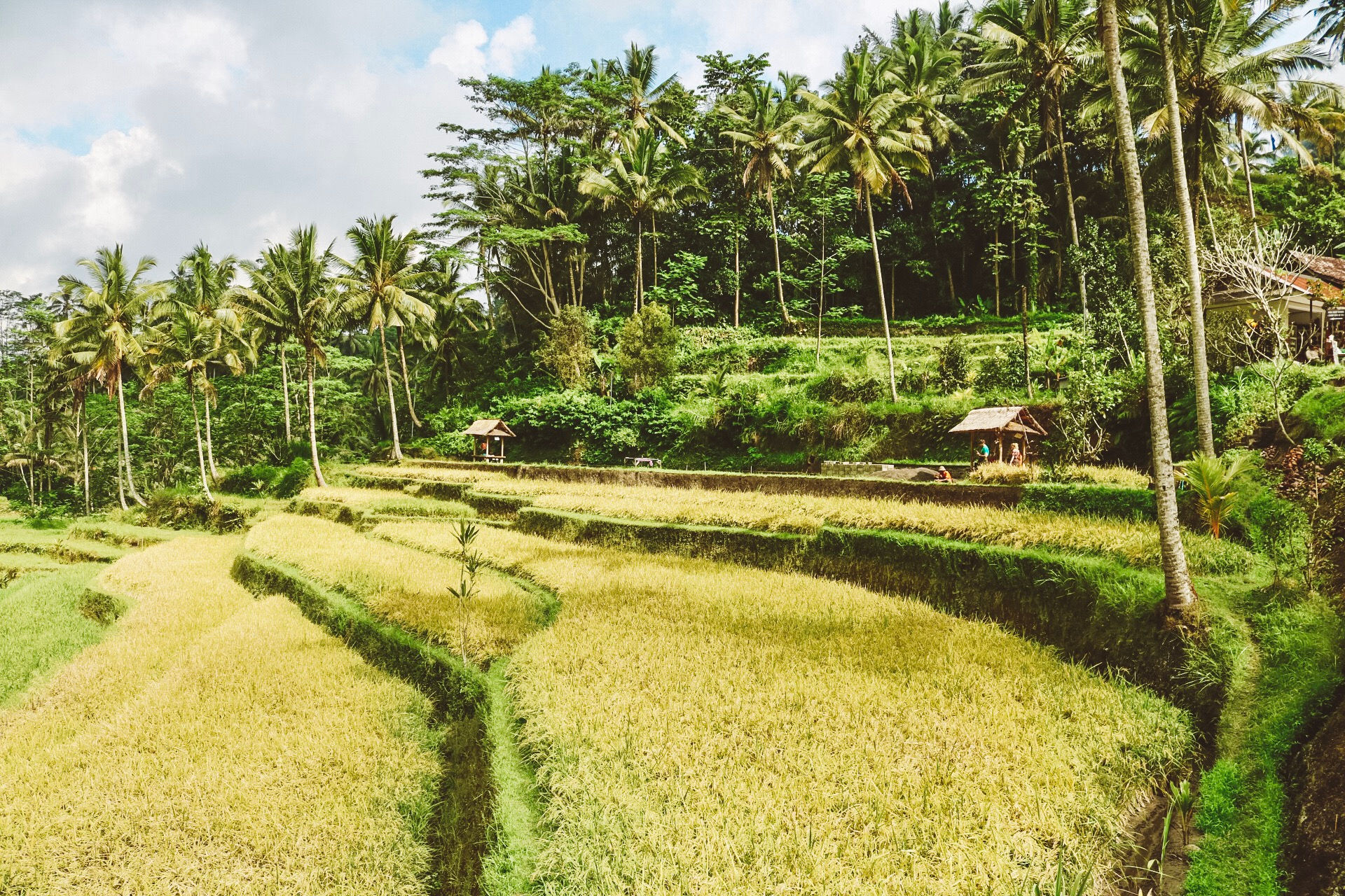 Gunung Kawi Temple Ubud Bali travel guide rice terraces