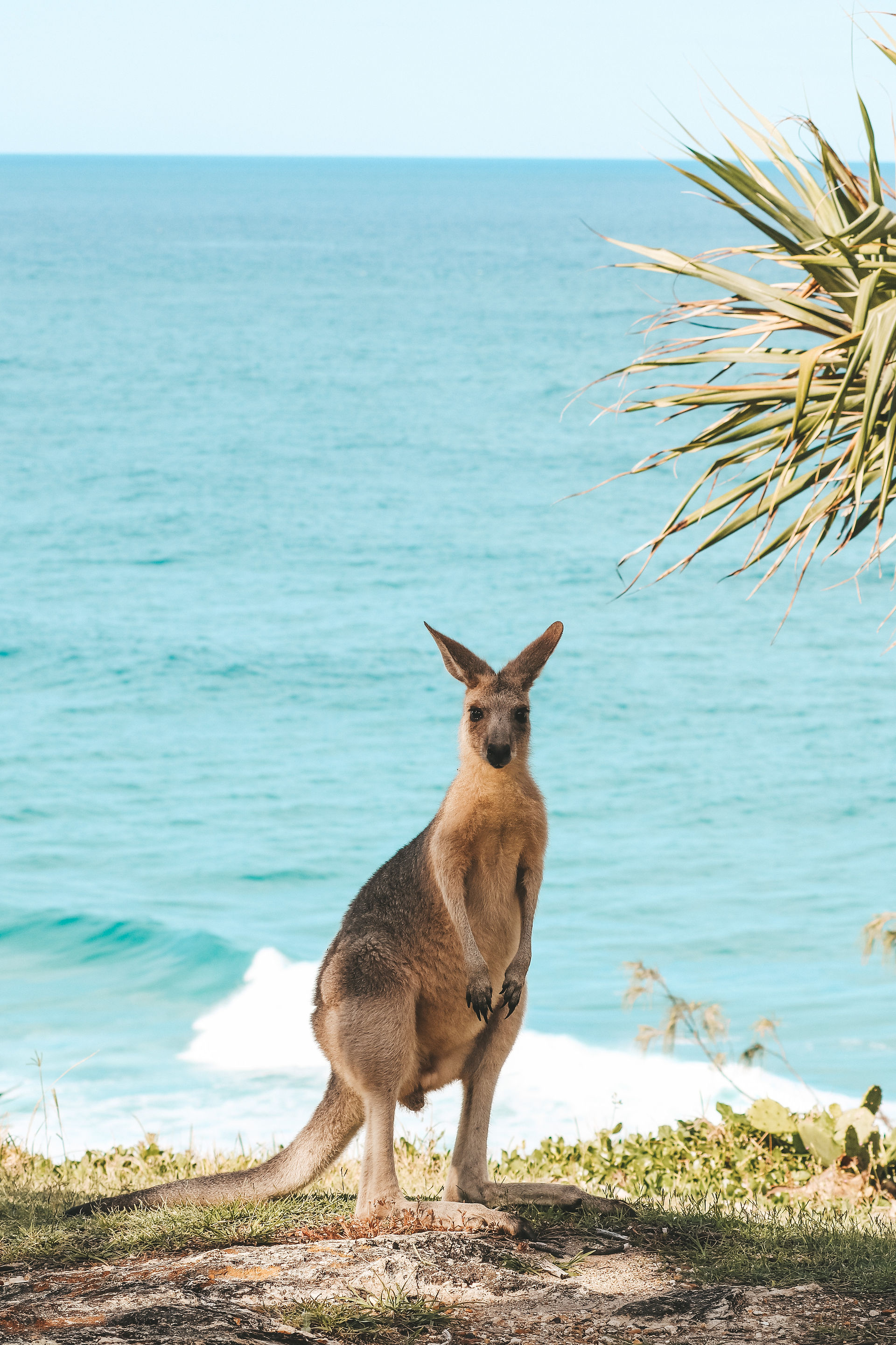 Kangaroos, sunset at Point Lookout North Stradbroke