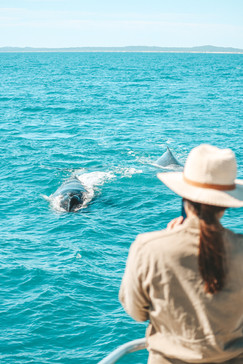 Humpback Whale watching Hervey Bay, Tasman Ventures Tour