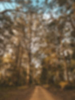 Road to reach the Mt Tinbeerwah Carpark, Noosa