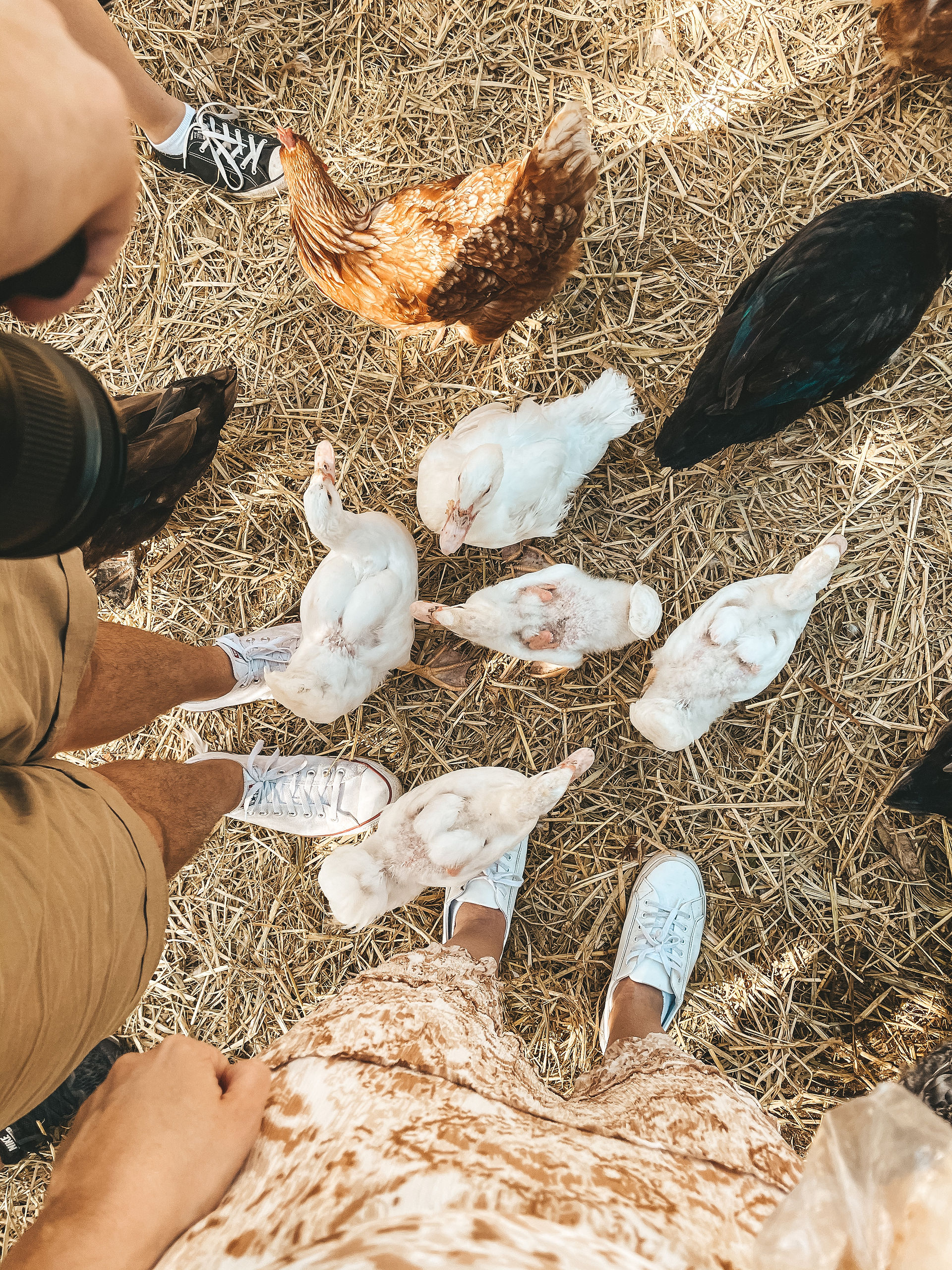 Splitters Farm, Bundaberg, Baby farm animal feeding lamb, sheep, goat, pig, cows