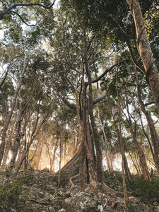 Burleigh Headland walk queensland