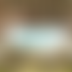 Secret Gold Coast Locations: Coombabah Lakelands Reserve the best spot to see wild Kangaroos