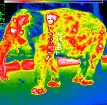 Elephant thermographic image
