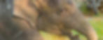 Gold_edited.jpg