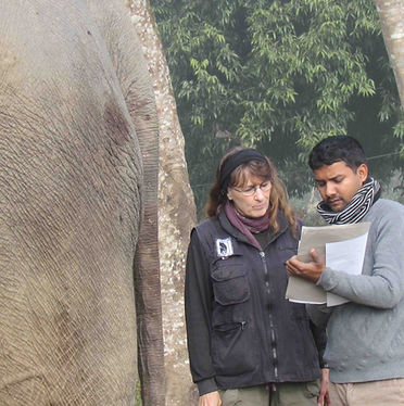 Elephant exam Nepal