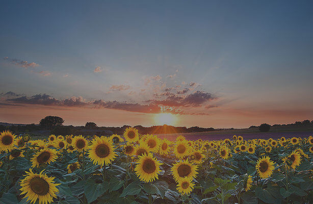 3-sunflower-summer-sunset-landscape-with-blue-skies-matthew-gibson.jpg