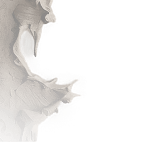 Bordi prova 1_sx.png