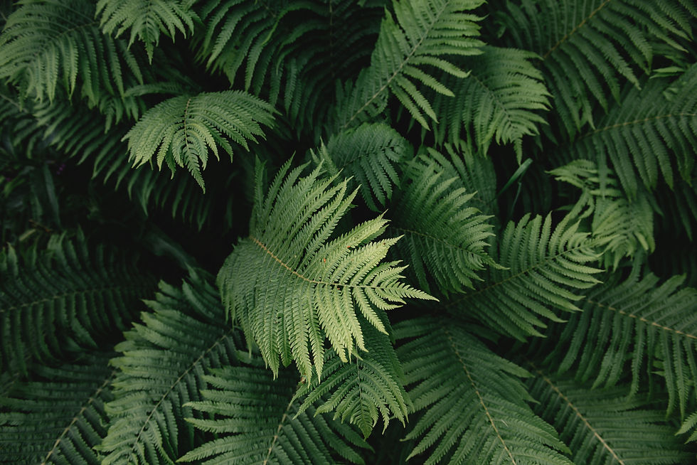 fern