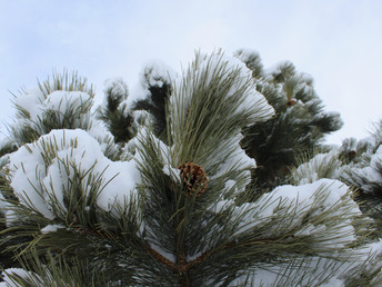 Winter: A Love Poem