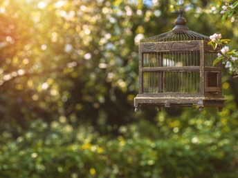 The Cage I Built - and How I'm Breaking Free