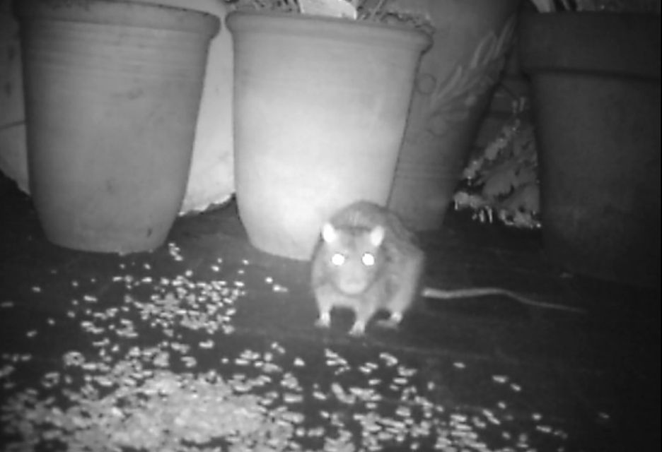 rat31.jpg