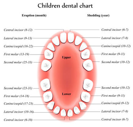 tooth-eruption-chart.jpg
