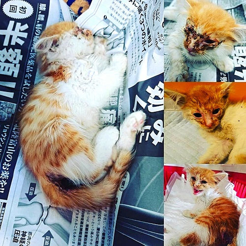 体調の悪い猫を保護しました