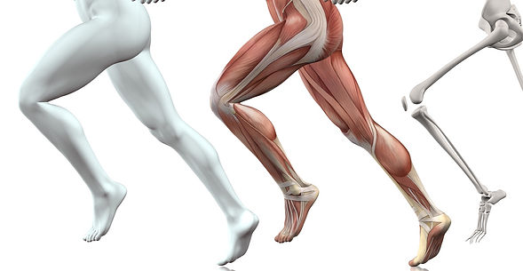 anatomie du genou.jpg