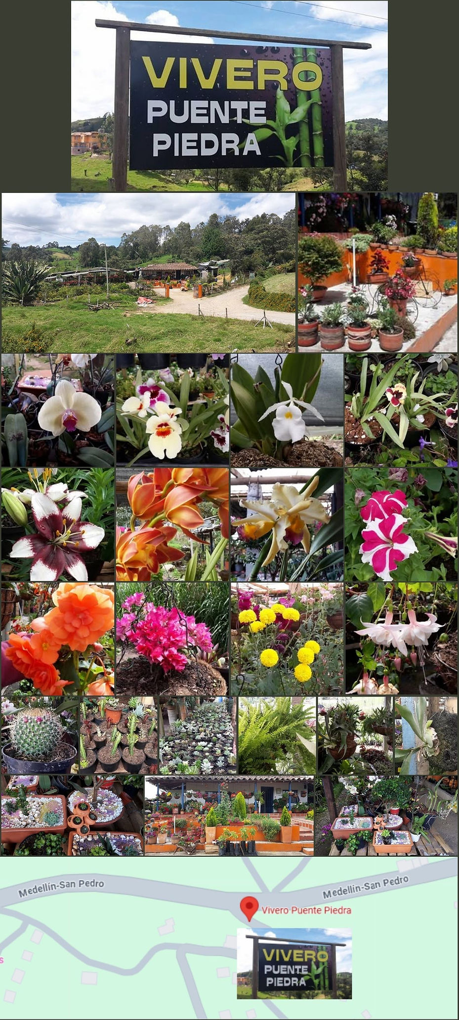 Vivero Puente Piedra San Pedro de los Milagros Directorio Antioquia PubliViaLactea PubliSanPedro