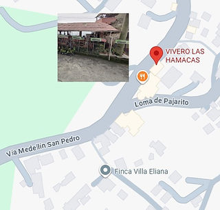 Ubicación Vivero Las Hamacas Directorio Antioquia PubliMiradores