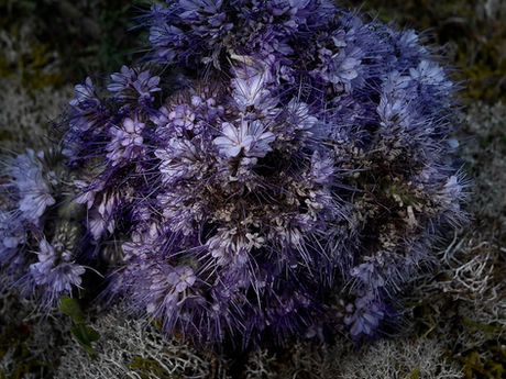 jour 40 - Présentation