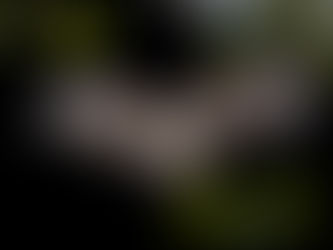 jour 32 - Chauve-souris