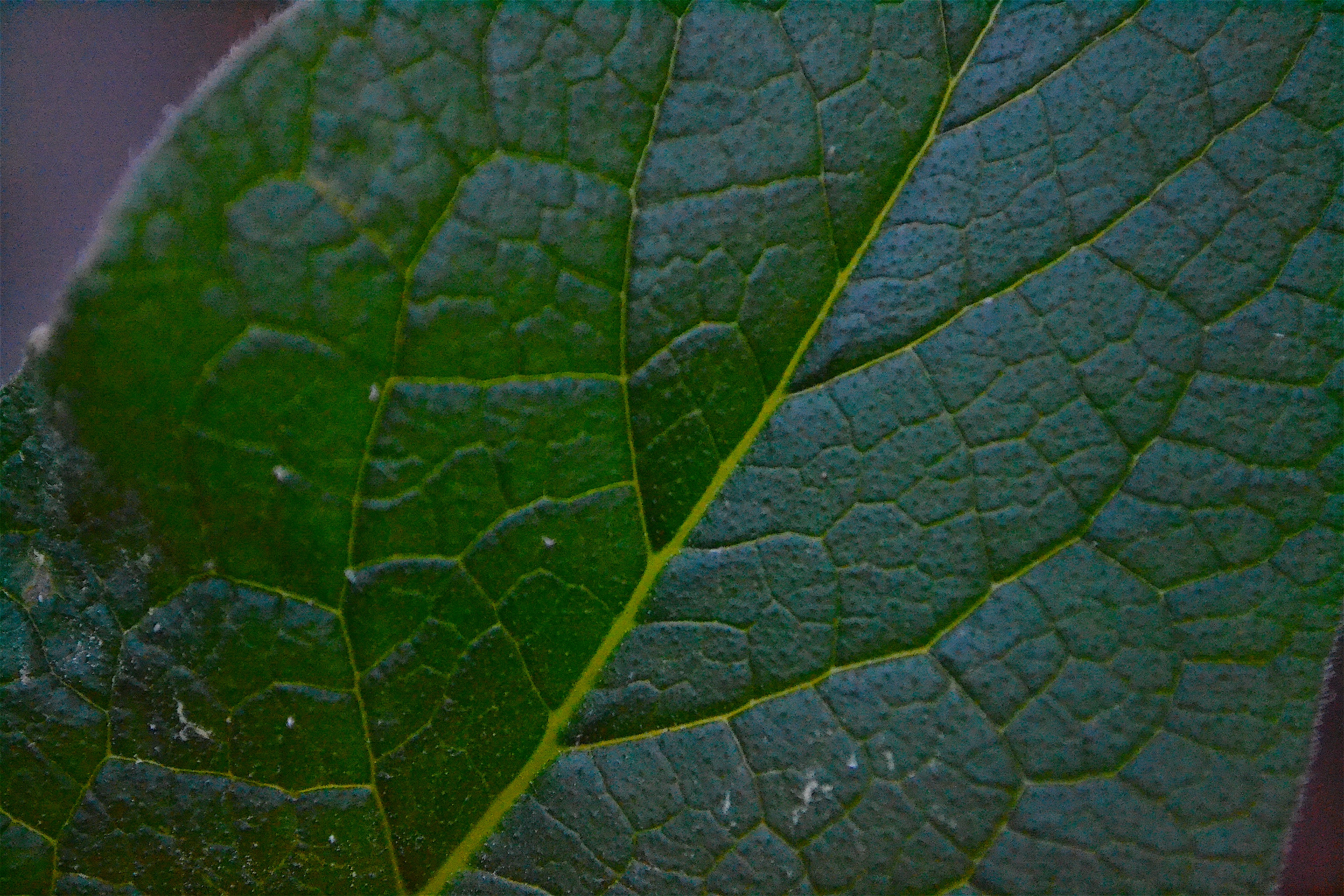 Copyright © 2016 by M.A. Barrett