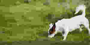 Dog "Hide and Seek"