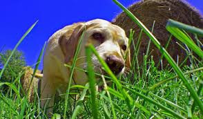 Dog eating grass