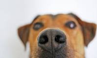 Dog's nose