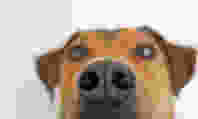 Dog's nose