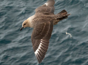 Birds of Antarctica