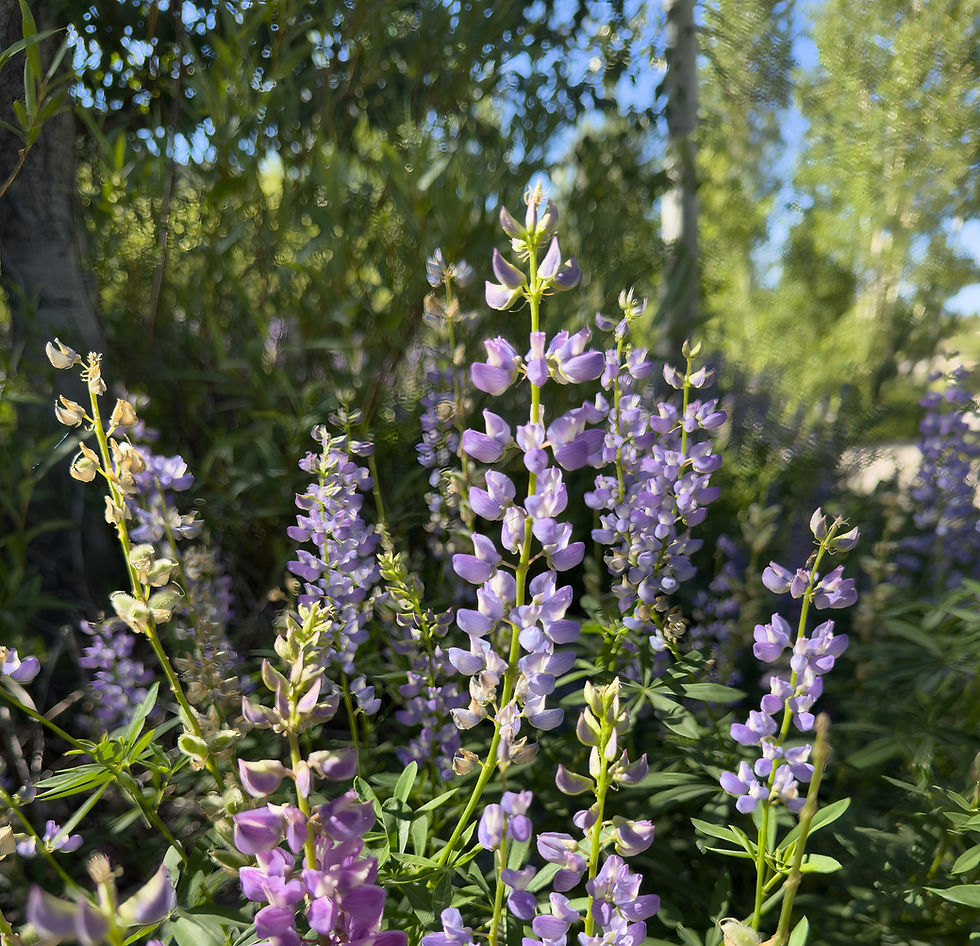 Lupine (Lupinus spp.)