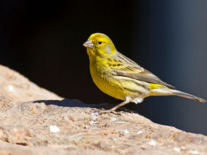 Canaries, Wild and Free