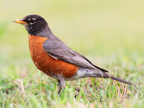 The Robin Feast Begins