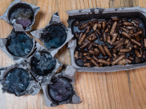 DIY: Fire Starter and a Rachel Roy Camera