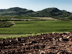 Black Bart and the Premium Grapes of Atlas Peak