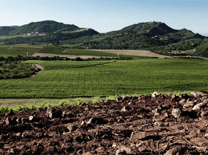Black Bart and the Premium Grapes of Atlas Peak
