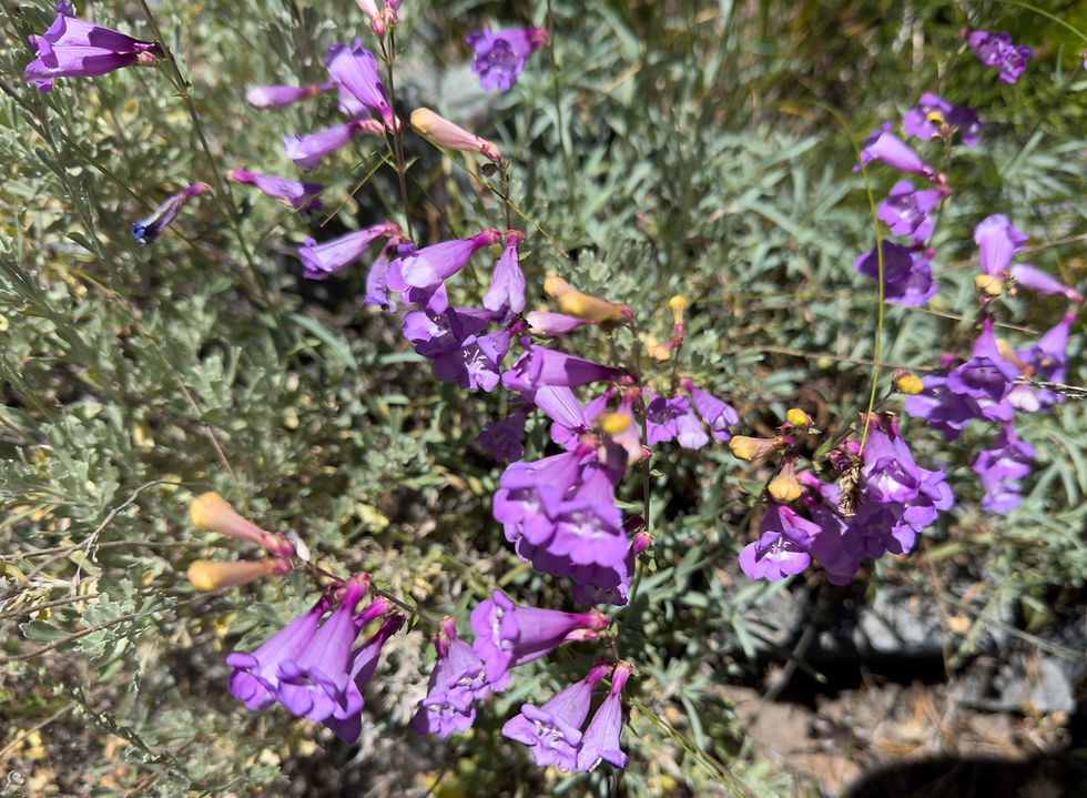 Purple penstemon  (Penstemon spp., commonly Penstemon newberryi in the Sierra)