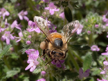 The Bees are Working Hard