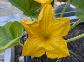 My Inner Gardener is Here to Stay