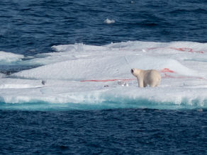 A Polar Bear and Beluga Whales