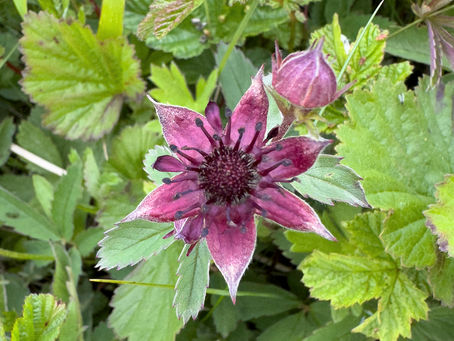 Wild Blooms of the Scottish Isles