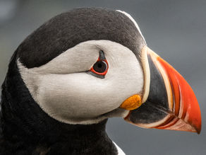 Seabirds of Iceland