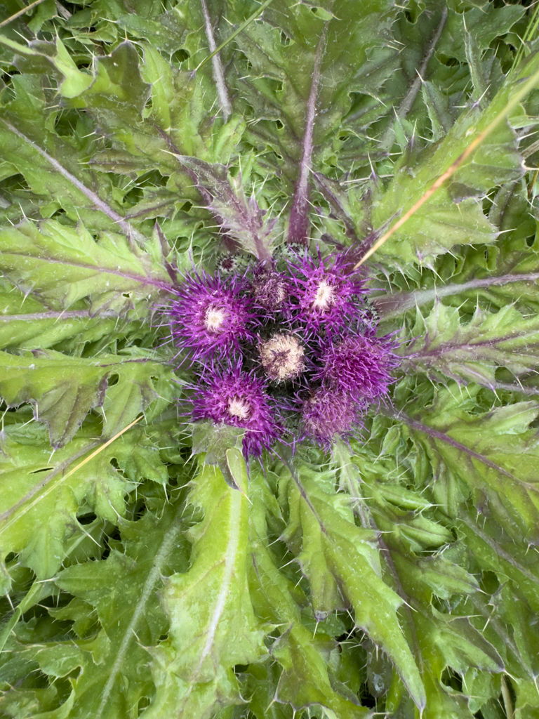 Dyer’s Thistle (Cirsium cymosum), Bodie State Historic Park