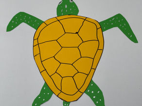 Where to Find a Turtle?